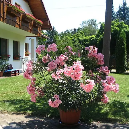 Sommer Panzio 2*
